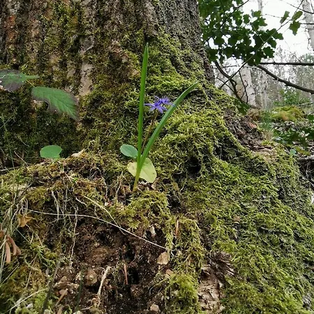 B&B Guido Spezzano della Sila