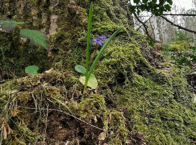 住宿加早餐酒店 Guido Spezzano della Sila